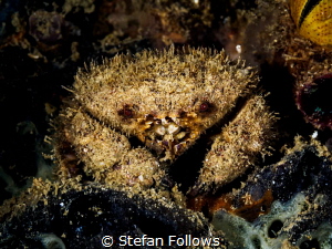 “Don't have a cow, Man!” Crab  - Schizophrys sp. Chaloklu... by Stefan Follows 